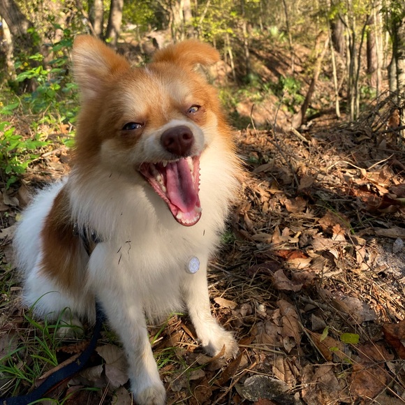 Meet your Posher, ME ❣️ - Picture 1 of 1